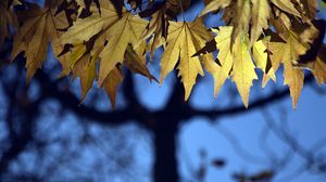 Preview wallpaper leaves, maple, blur, branches