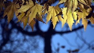 Preview wallpaper leaves, maple, blur, branches