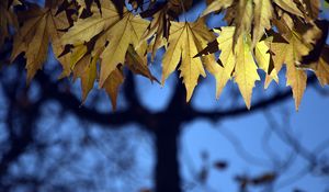 Preview wallpaper leaves, maple, blur, branches