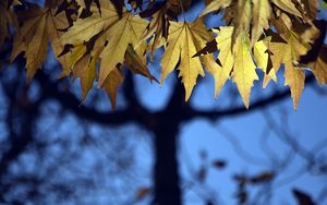 Preview wallpaper leaves, maple, blur, branches