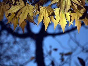 Preview wallpaper leaves, maple, blur, branches