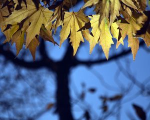 Preview wallpaper leaves, maple, blur, branches