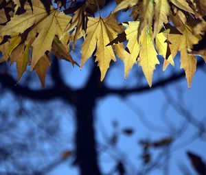 Preview wallpaper leaves, maple, blur, branches