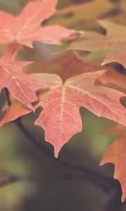 Preview wallpaper leaves, maple, blur, autumn, macro