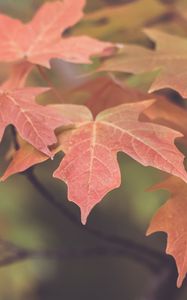 Preview wallpaper leaves, maple, blur, autumn, macro