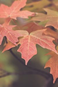 Preview wallpaper leaves, maple, blur, autumn, macro