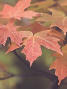 Preview wallpaper leaves, maple, blur, autumn, macro