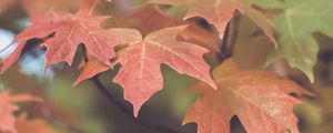 Preview wallpaper leaves, maple, blur, autumn, macro