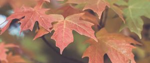 Preview wallpaper leaves, maple, blur, autumn, macro