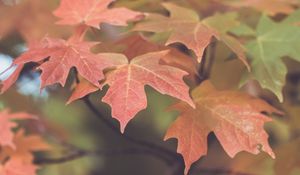 Preview wallpaper leaves, maple, blur, autumn, macro