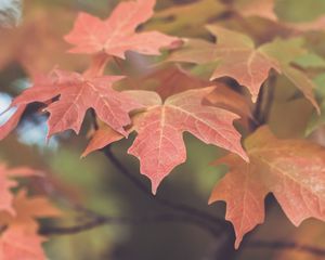 Preview wallpaper leaves, maple, blur, autumn, macro