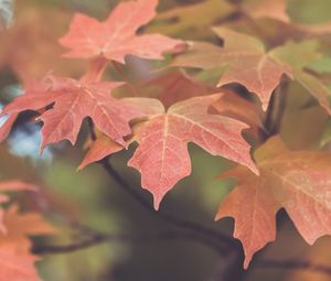 Preview wallpaper leaves, maple, blur, autumn, macro