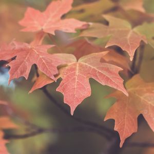 Preview wallpaper leaves, maple, blur, autumn, macro