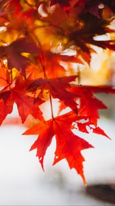 Preview wallpaper leaves, maple, blur, branch, macro, autumn