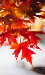 Preview wallpaper leaves, maple, blur, branch, macro, autumn