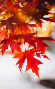 Preview wallpaper leaves, maple, blur, branch, macro, autumn