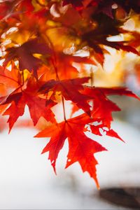 Preview wallpaper leaves, maple, blur, branch, macro, autumn