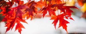 Preview wallpaper leaves, maple, blur, branch, macro, autumn