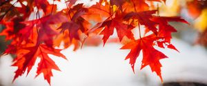 Preview wallpaper leaves, maple, blur, branch, macro, autumn