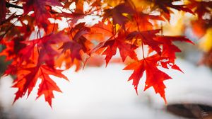 Preview wallpaper leaves, maple, blur, branch, macro, autumn