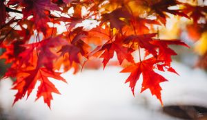 Preview wallpaper leaves, maple, blur, branch, macro, autumn