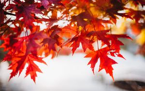 Preview wallpaper leaves, maple, blur, branch, macro, autumn