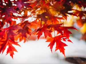 Preview wallpaper leaves, maple, blur, branch, macro, autumn