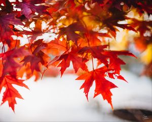 Preview wallpaper leaves, maple, blur, branch, macro, autumn