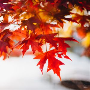 Preview wallpaper leaves, maple, blur, branch, macro, autumn