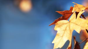 Preview wallpaper leaves, maple, blur, autumn