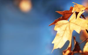 Preview wallpaper leaves, maple, blur, autumn