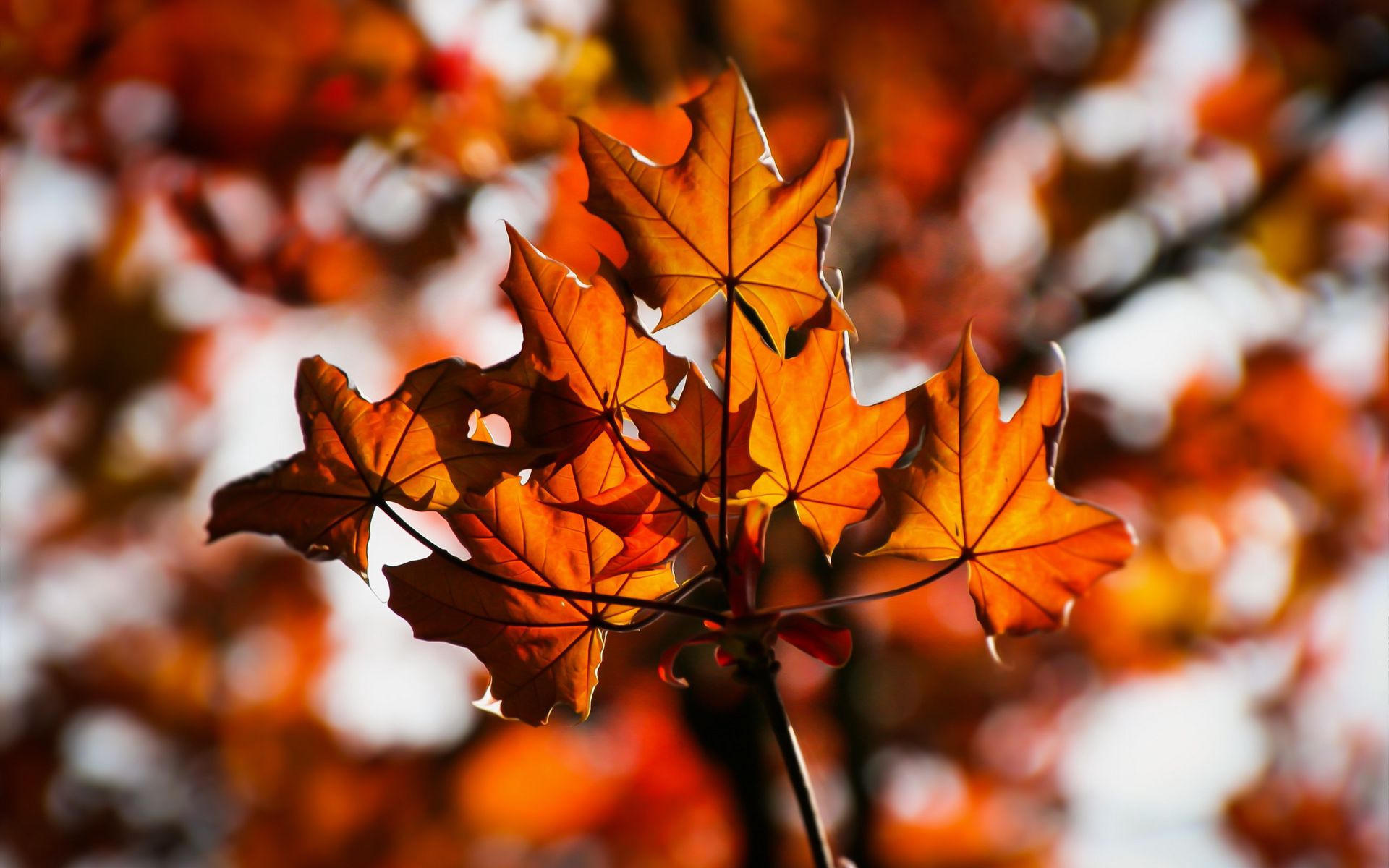 Download Wallpaper 1920x1200 Leaves Maple Blurring Widescreen 1610