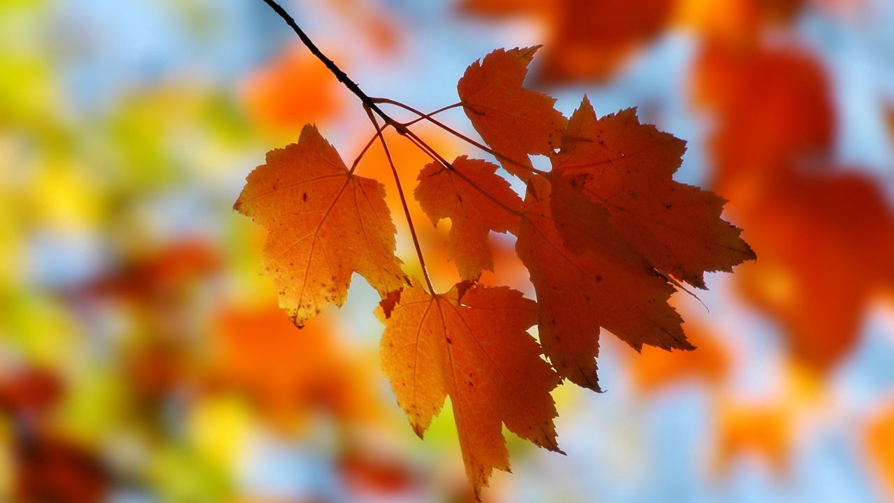 Wallpaper leaves, maple, branch hd, picture, image