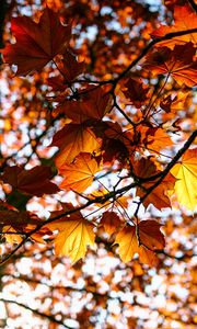 Preview wallpaper leaves, maple, branch, rays