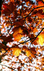 Preview wallpaper leaves, maple, branch, rays