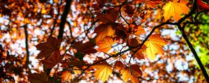 Preview wallpaper leaves, maple, branch, rays