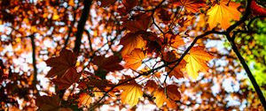 Preview wallpaper leaves, maple, branch, rays