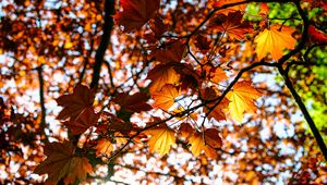 Preview wallpaper leaves, maple, branch, rays