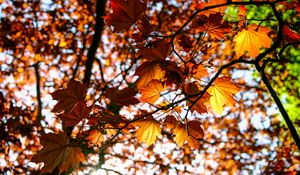 Preview wallpaper leaves, maple, branch, rays
