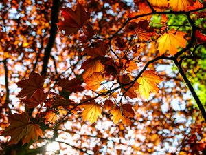Preview wallpaper leaves, maple, branch, rays