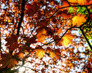 Preview wallpaper leaves, maple, branch, rays