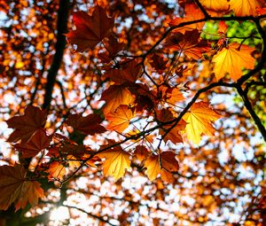 Preview wallpaper leaves, maple, branch, rays