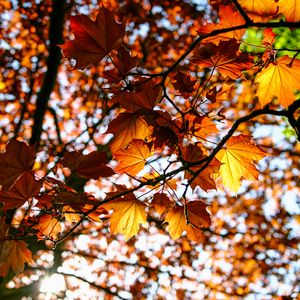 Preview wallpaper leaves, maple, branch, rays