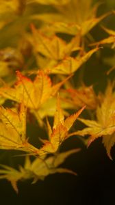 Preview wallpaper leaves, maple, branch, nature