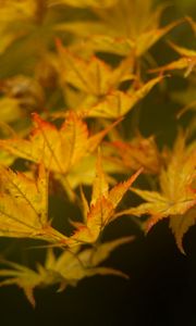 Preview wallpaper leaves, maple, branch, nature