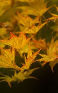 Preview wallpaper leaves, maple, branch, nature