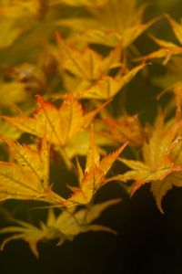 Preview wallpaper leaves, maple, branch, nature