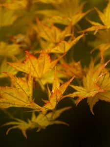 Preview wallpaper leaves, maple, branch, nature