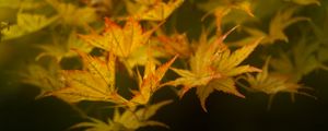 Preview wallpaper leaves, maple, branch, nature