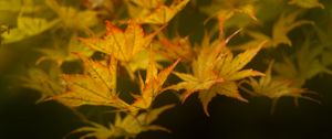 Preview wallpaper leaves, maple, branch, nature